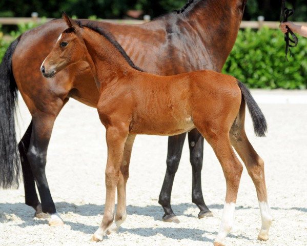 horse Hengst von Dark Dressed Man/Sunny Boy (Westphalian, 2017, from Dark Dressed Man)
