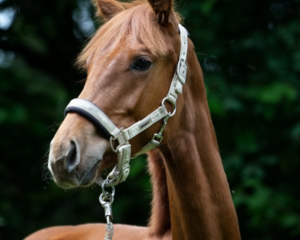 Pferd Runa (Oldenburger, 2019, von Revolution)
