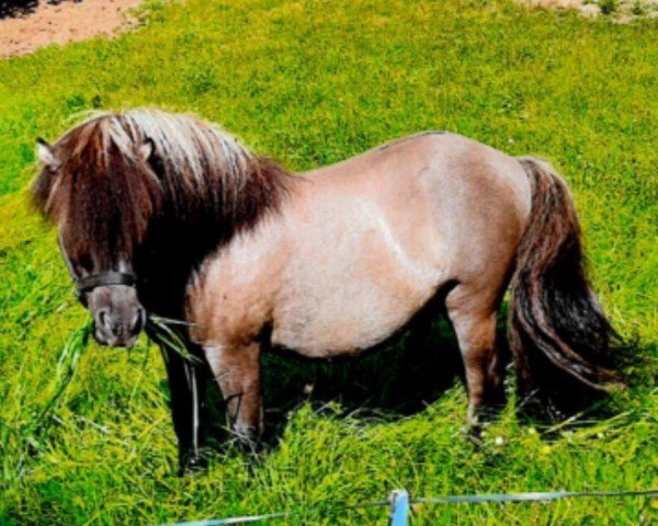 Pferd Avanti (Shetland Pony, 2015, von Ambitie van de Zandkamp)