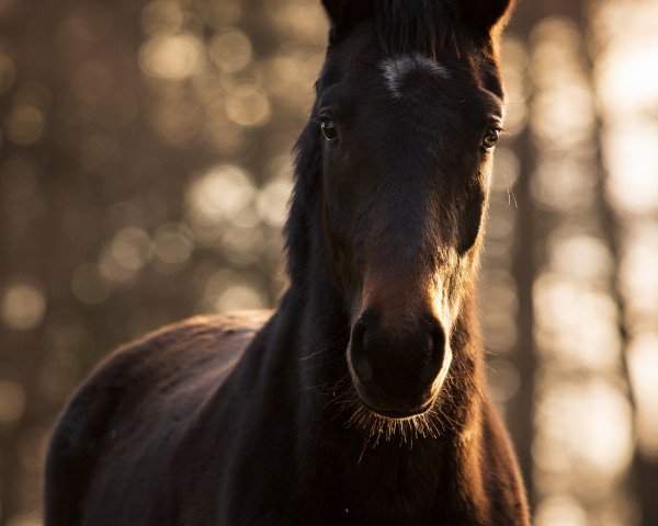 horse Salerosa (Oldenburg, 2019, from Sandro Hit)