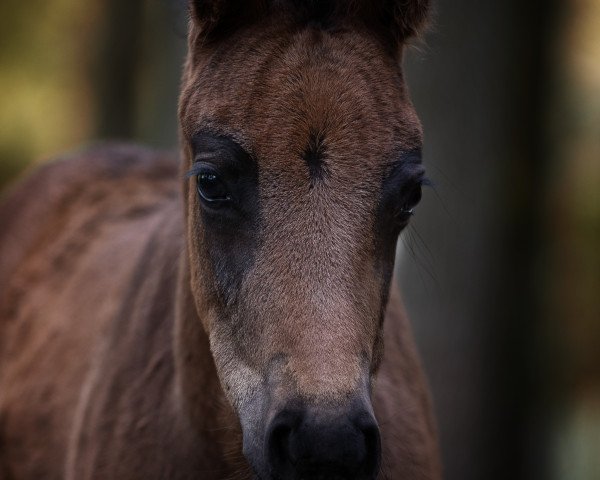 horse Superflausch (Oldenburg, 2021, from Sandro Hit)