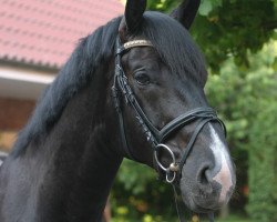 dressage horse Seagram's (Oldenburg, 2010, from Swarovski)