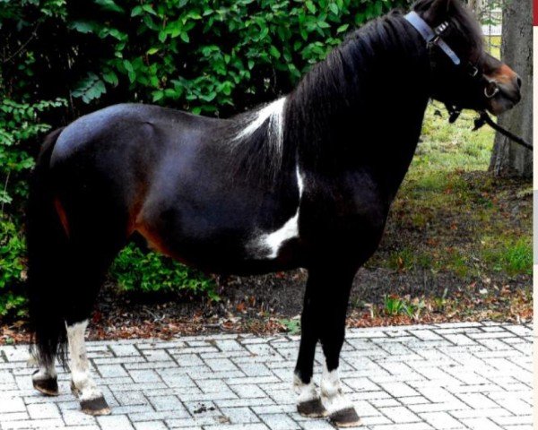 horse Bismarck (Shetland Pony, 2016, from Big Boy)