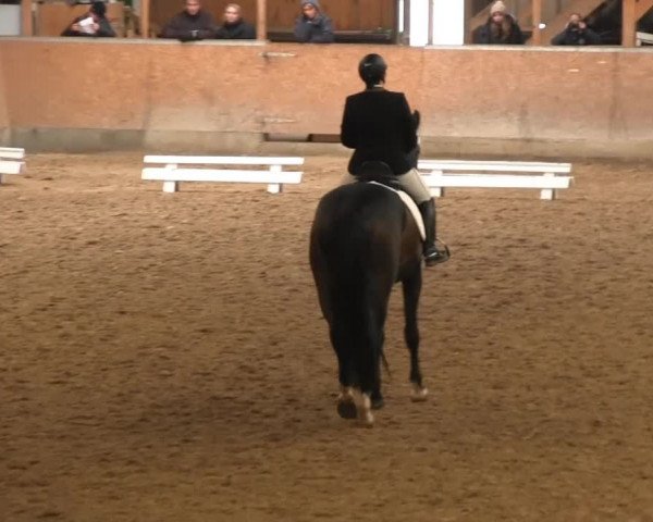 Hallendressurturnier Springe 2014