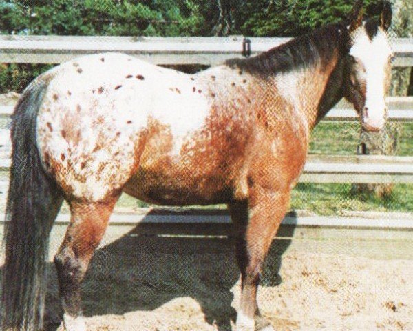 Zuchtstute Whitershadeofpale (Appaloosa, 1992, von Shades Of Wonder) Zuchtstute Whitershadeofpale (Appaloosa, 1992, von Shades Of Wonder)