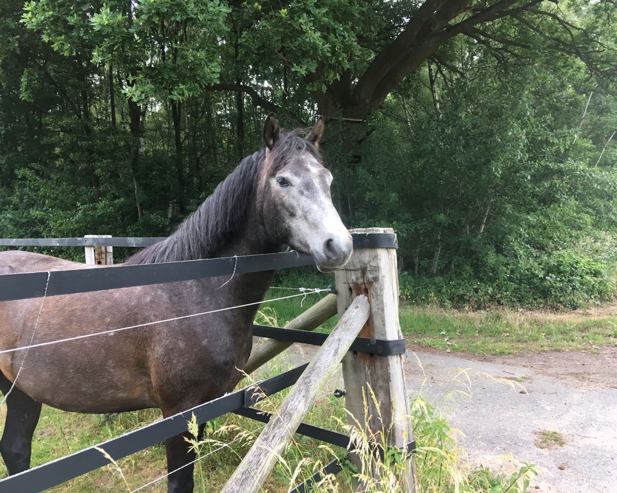 dressage horse Lahinch Diego (Connemara Pony, 2013, from Shadow's Dun)