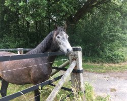 Dressurpferd Lahinch Diego (Connemara-Pony, 2013, von Shadow's Dun)