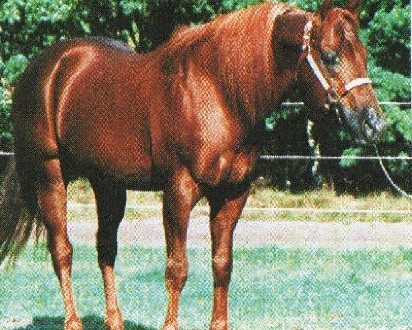 Deckhengst Peppys Tino (Quarter Horse, 1981, von Ole Man Luck)