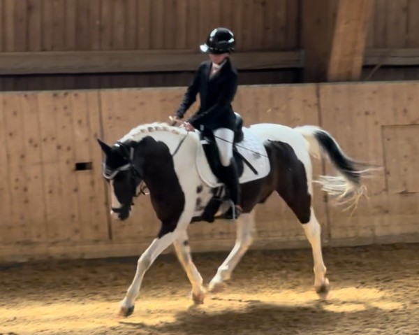jumper Pino 178 (Lewitzer, 2011, from Percy)