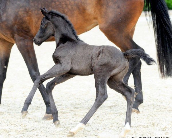 horse Florentine SW nur Schau (Westphalian, 2017, from For Final)