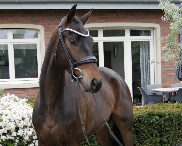 Pferd I am 4 (Oldenburger, 2021, von Iron)
