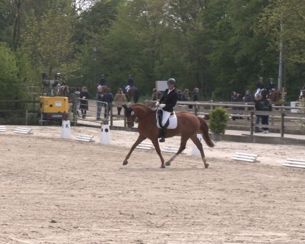 Reitturnier Nienberge 2025