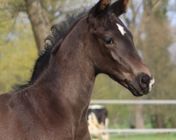 Deckhengst Valor (Hannoveraner, 2021, von Vitalis)