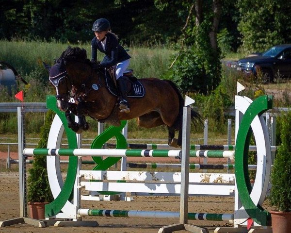 jumper Danyderwen Prince William (Welsh-Cob (Sek. D), 2007, from Trevallion Picasso)