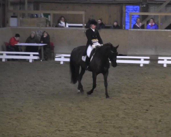 Hallendressurturnier Springe 2014