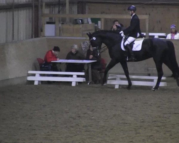 Hallendressurturnier Springe 2014
