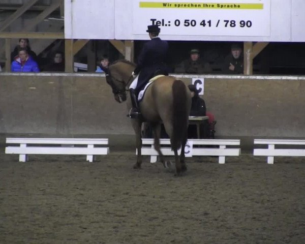 Hallendressurturnier Springe 2014