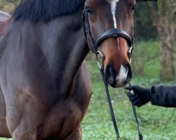 jumper Colle TH (Holsteiner, 2019, from Catch)
