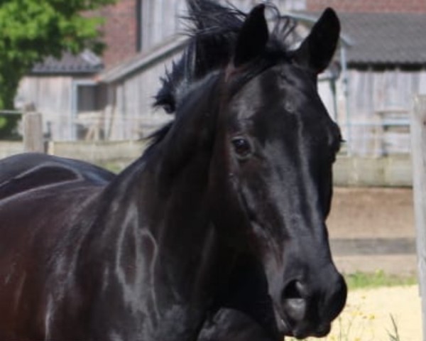 dressage horse Stanley 162 (Oldenburg, 2007, from Sixtus)
