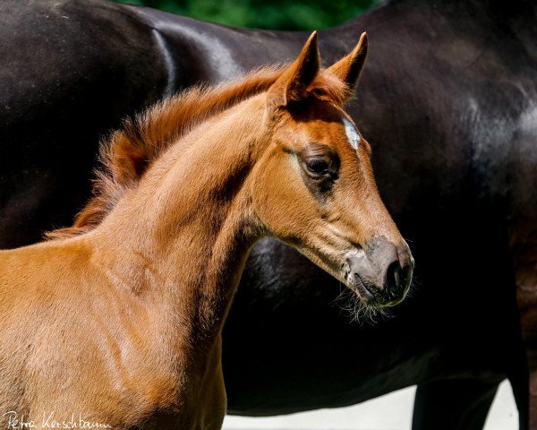 Pferd Solaine (Oldenburger, 2020, von So Unique)