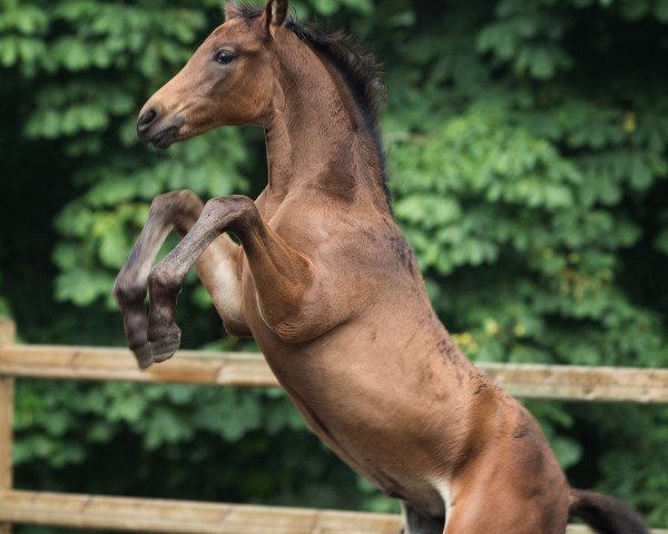 horse Faustina (Oldenburg, 2019, from Faustinus)