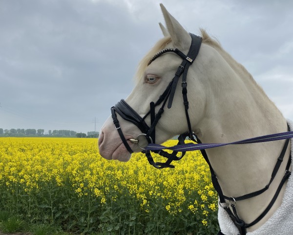 Pferd Moschino Royal CH (Deutsches Reitpony, 2020, von FS Mr. Right)