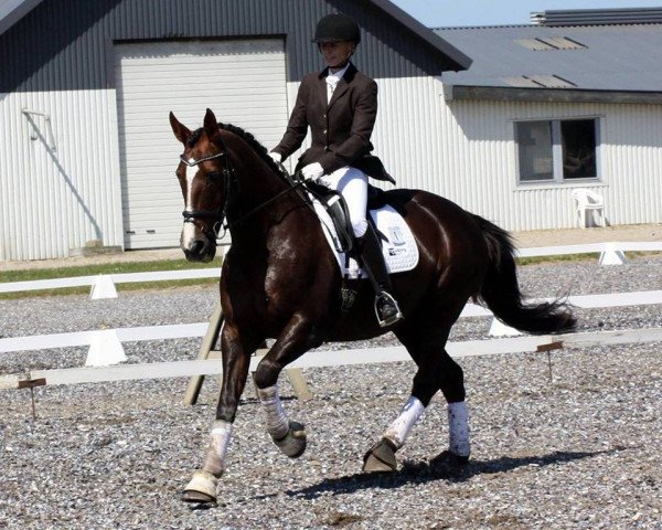 Pferd Camilla Mellergård (Oldenburger, 1992, von Cassis xx)