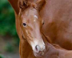 stallion Vienna Calling (Oldenburg, 2021, from Vaderland OLD)