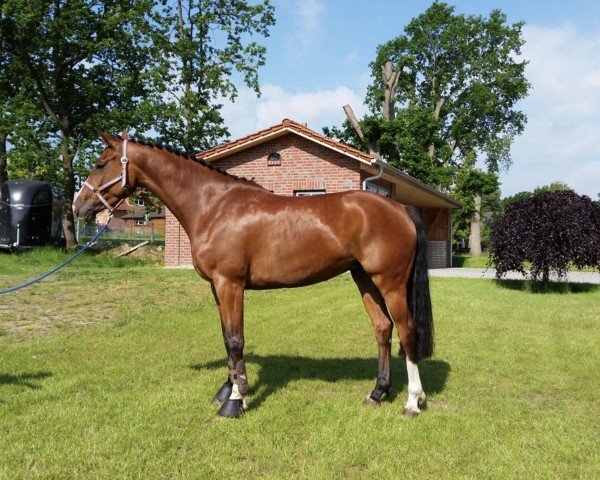 Springpferd Guadalupe 5 (Holsteiner, 2014, von Lux Z)