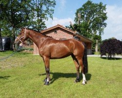 Springpferd Guadalupe 5 (Holsteiner, 2014, von Lux Z)