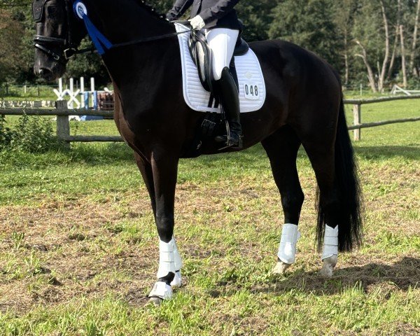 Dressurpferd Fiorino 32 (Hannoveraner, 2018, von Finnigan)
