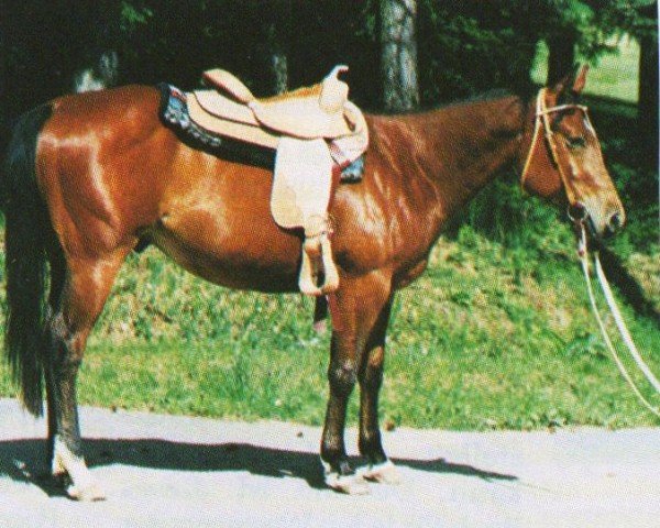 horse Bueno (Quarter Horse, 1995, from Shades Of Wonder)