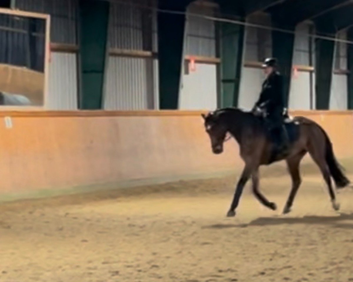 horse Selfmade (Oldenburg, 2014, from Sapperdeflap)