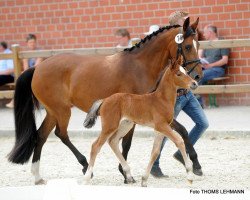 horse Pretty Girl (Westphalian, 2017, from Pinocchio S.w.)