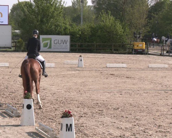 Reitturnier Nienberge 2025