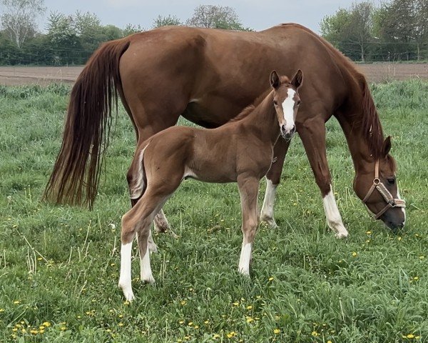 foal by Fee (Rhinelander, 2025, from First Deal)