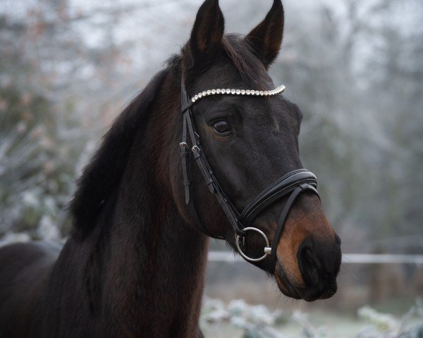 Dressurpferd Ferina (Hannoveraner, 2010, von Fidertanz) Dressurpferd Ferina (Hannoveraner, 2010, von Fidertanz)