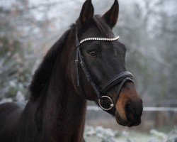dressage horse Ferina (Hanoverian, 2010, from Fidertanz)