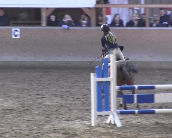 Hallenspringturnier Springe 2014