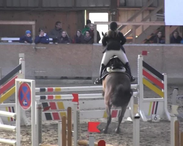 Hallenspringturnier Springe 2014
