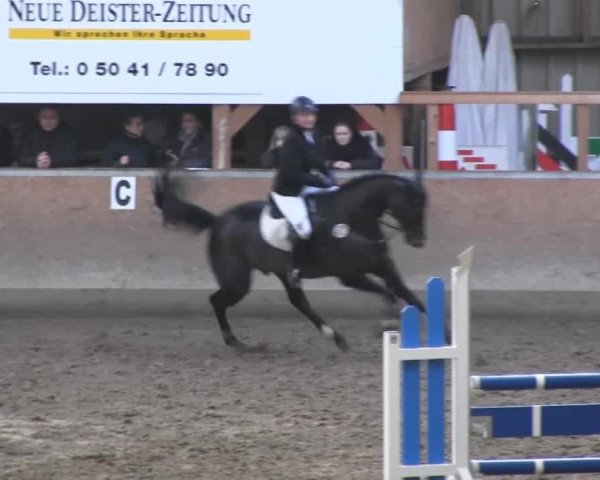 Hallenspringturnier Springe 2014