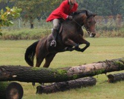 horse La Bell 12 (German Sport Horse, 2010, from Landrebell)