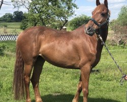 jumper Oulartleigh Barbie Girl (Irish Sport Horse, 2015)
