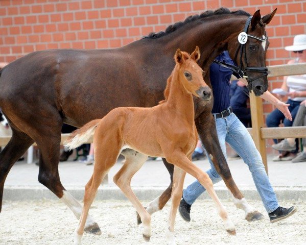 horse Deluna DS (Westphalian, 2017, from Glock's Dream Boy)