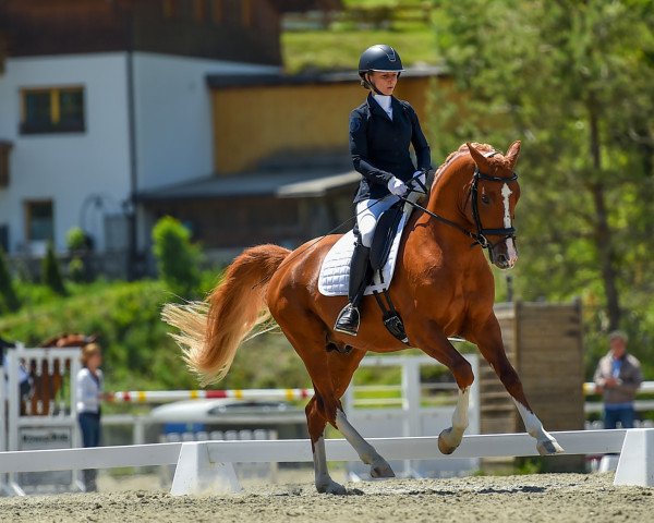 stallion Dancing Chrome (German Riding Pony, 2014, from Dreidimensional AT NRW)