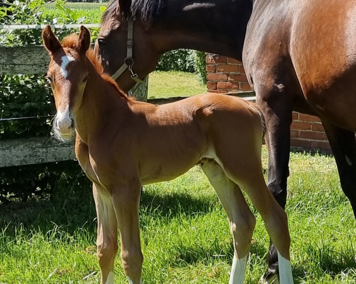 horse Fürst Freddy WF (Westphalian, 2021, from Fürst Samarant)