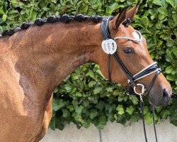 Dressurpferd Smilla 164 (Deutsches Reitpony, 2021, von DSP Cosmo Royale)