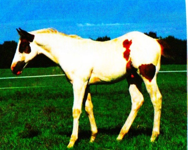 horse Image (Paint Horse, 1997, from Mr Robin Kent)