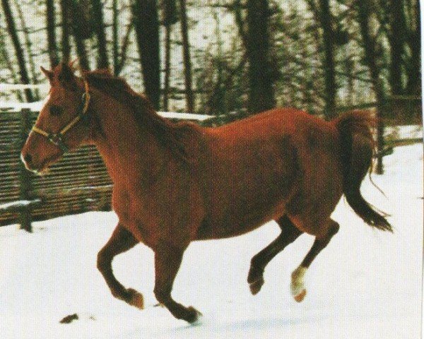Pferd Joes Star Glo (Quarter Horse, 1981, von Mr Joe Glo)