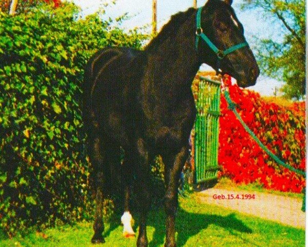 Deckhengst US Raven Brumby (Quarter Horse,  , von Shades Of Wonder)